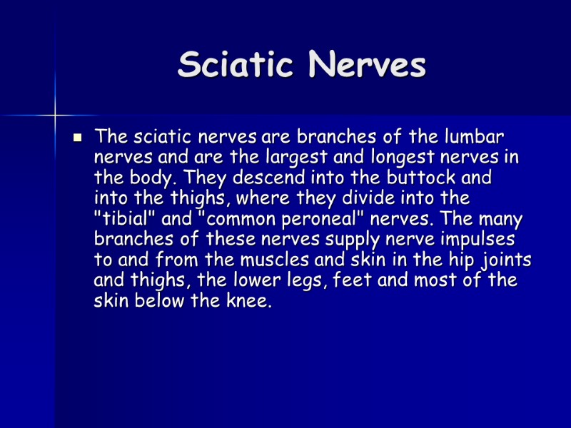 Sciatic Nerves  The sciatic nerves are branches of the lumbar nerves and are